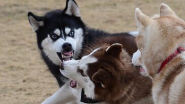 Top 10 World Most Aggressive Dogs