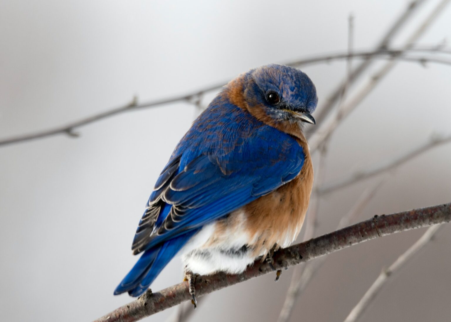 How long do birds live pets secrets birds
