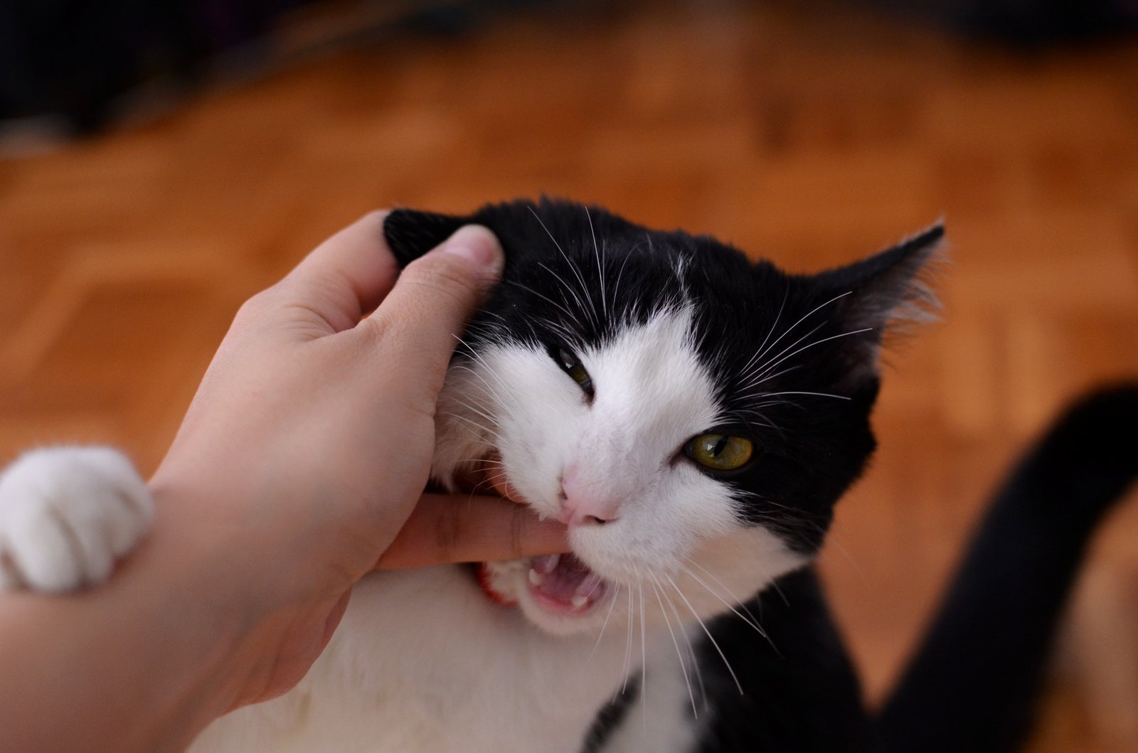 why does my cat bite me