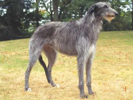 The Scottish Deerhound