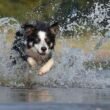 Friendly Dog Border Collie