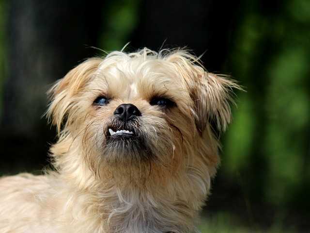 brussels griffon