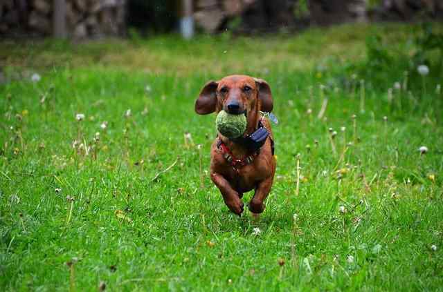 Dachshund