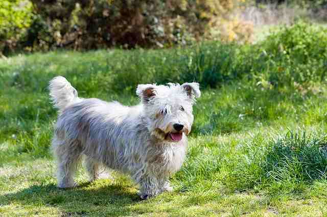 15 Dog Breeds Glen of Imaal Terrier