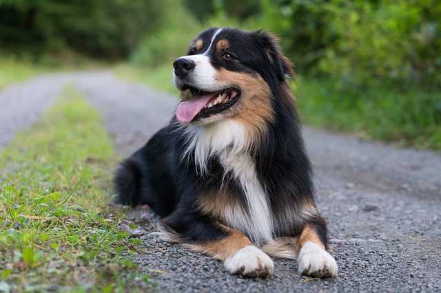 15 Dog Breeds australian shepherd