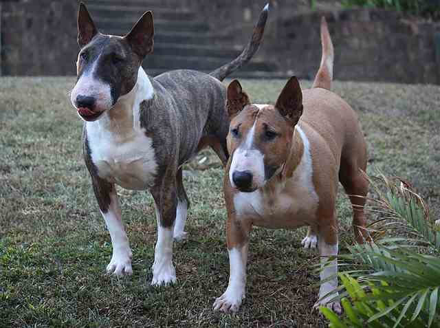 Miniature Bull Terrier 