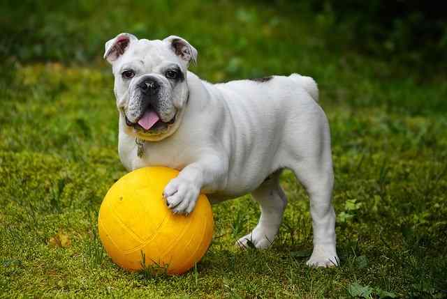 15 Dog Breeds Expensive Dogs - Bulldog