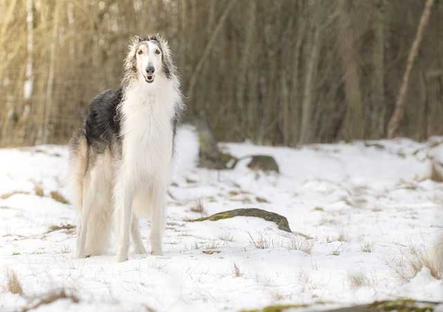 15 Dog Breeds Borzoi