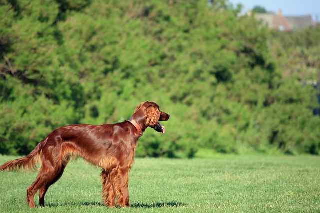 15 Dog Breeds irish setter