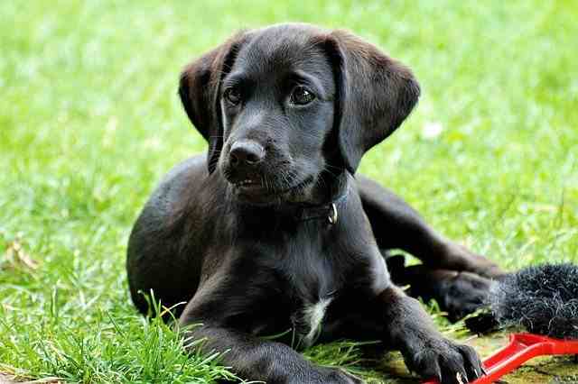 10 dog breeds that'll make you feel spiritually calm: Friendly Dog Labrador Finder