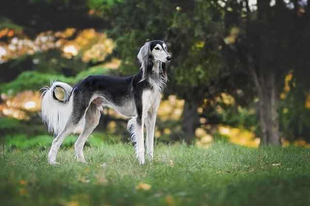 10 dog breeds that'll make you feel spiritually calm: Greyhound