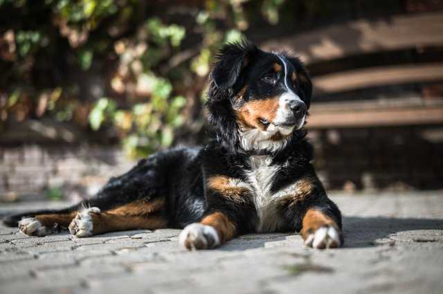 15 Dog Breeds Bernese Mountain Dogs
