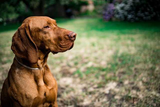 Vizsla dog