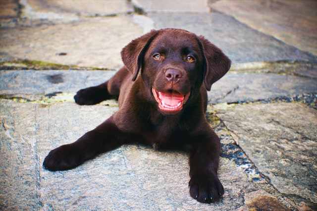 Labrador Retriever