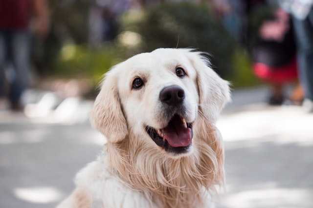 10 dog breeds that'll make you feel spiritually calm: The Golden Retriever