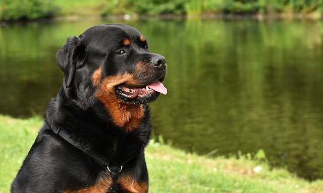 Expensive Dogs Rottweiler