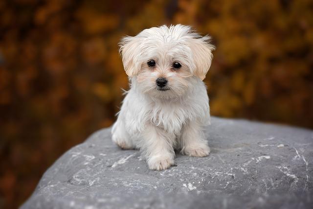 10 dog breeds that'll make you feel spiritually calm: Maltese