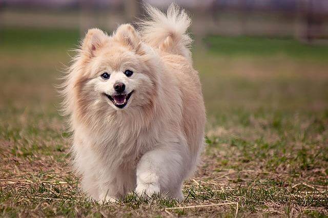 10 dog breeds that'll make you feel spiritually calm: Pomeranian