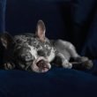 Blue Merle French Bulldogs