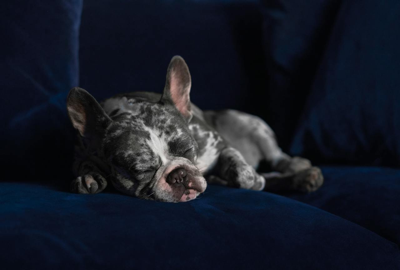 Blue Merle French Bulldogs